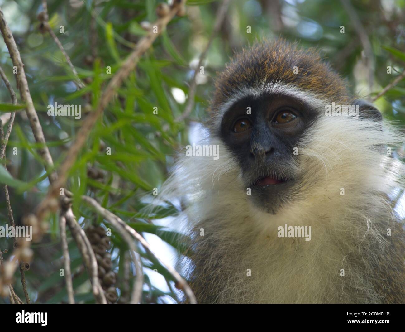 Nahaufnahme eines Vervet-Affen (Chlorocebus pygerythrus) im Baum mit menschlichem Ausdruck Lake Awassa, Äthiopien. Stockfoto