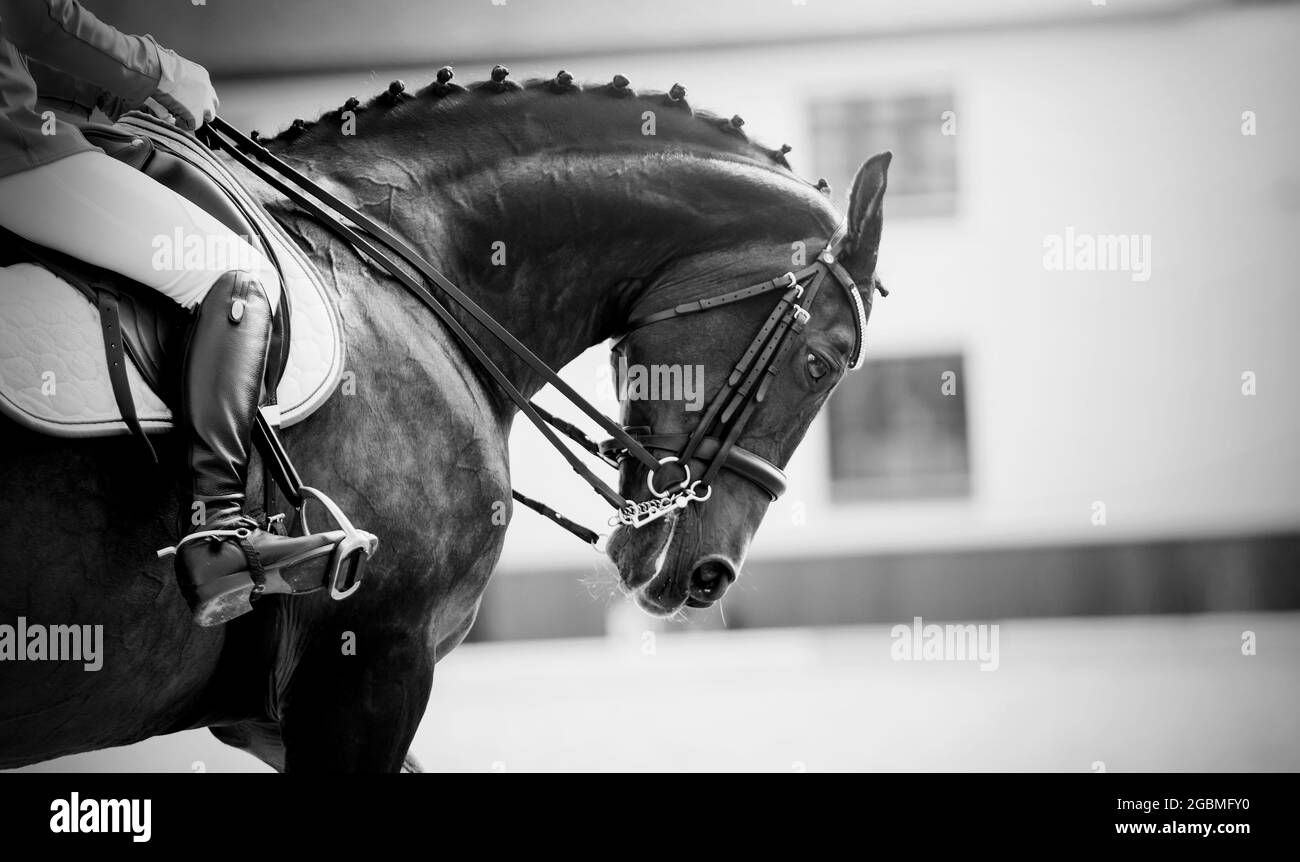 Reitsport.das Bein des Reiters im Steigbügel, Reiten auf einem braunen Pferd. Dressur der Pferde in der Arena. Portraitsporthengst im Doppel Stockfoto
