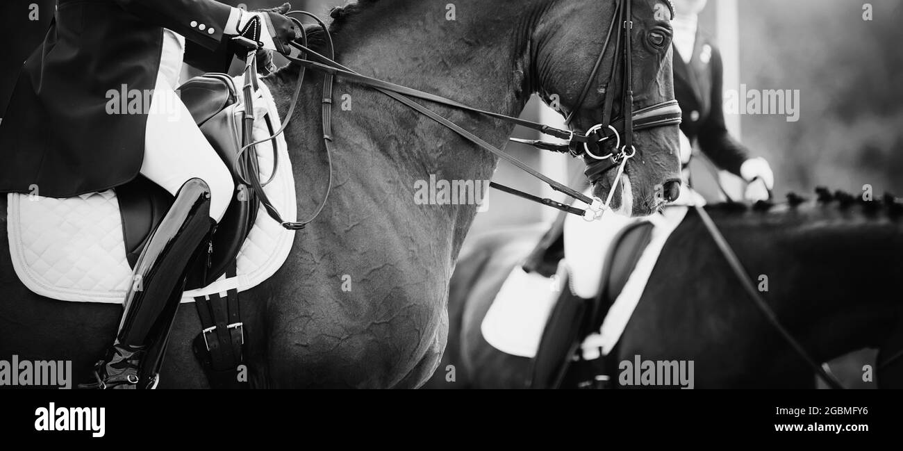 Pferdesport. Portrait Sporthengst im Doppelquirl.die Beine des Reiters im Steigbügel, auf einem braunen Pferd reitend. Dressur von Pferden in t Stockfoto