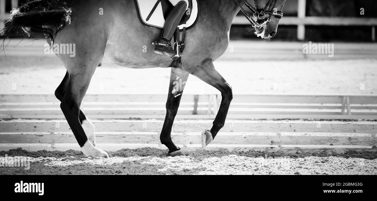 Pferdesport. Das Bein des Reiters im Steigbügel, der auf einem roten Pferd reitet. Dressur des Lorbeerpferdes in der Arena. Reiten. Nicht farblich abfärben Stockfoto