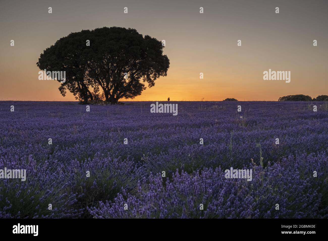 Faszinierende Aufnahme eines Lavendelfeldes bei Sonnenuntergang in Brihuega, Spanien Stockfoto