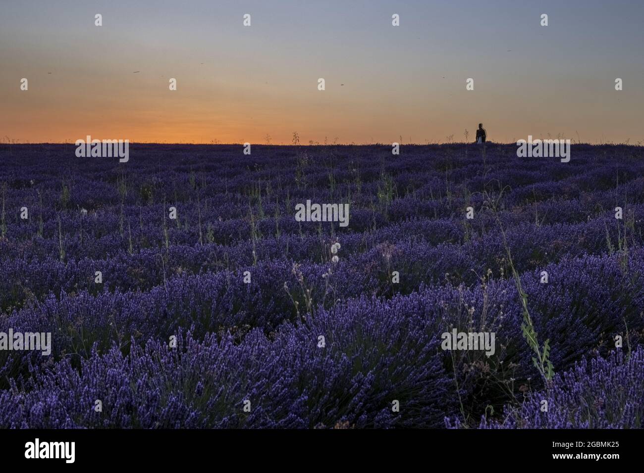 Faszinierende Aufnahme eines Lavendelfeldes bei Sonnenuntergang in Brihuega, Spanien Stockfoto