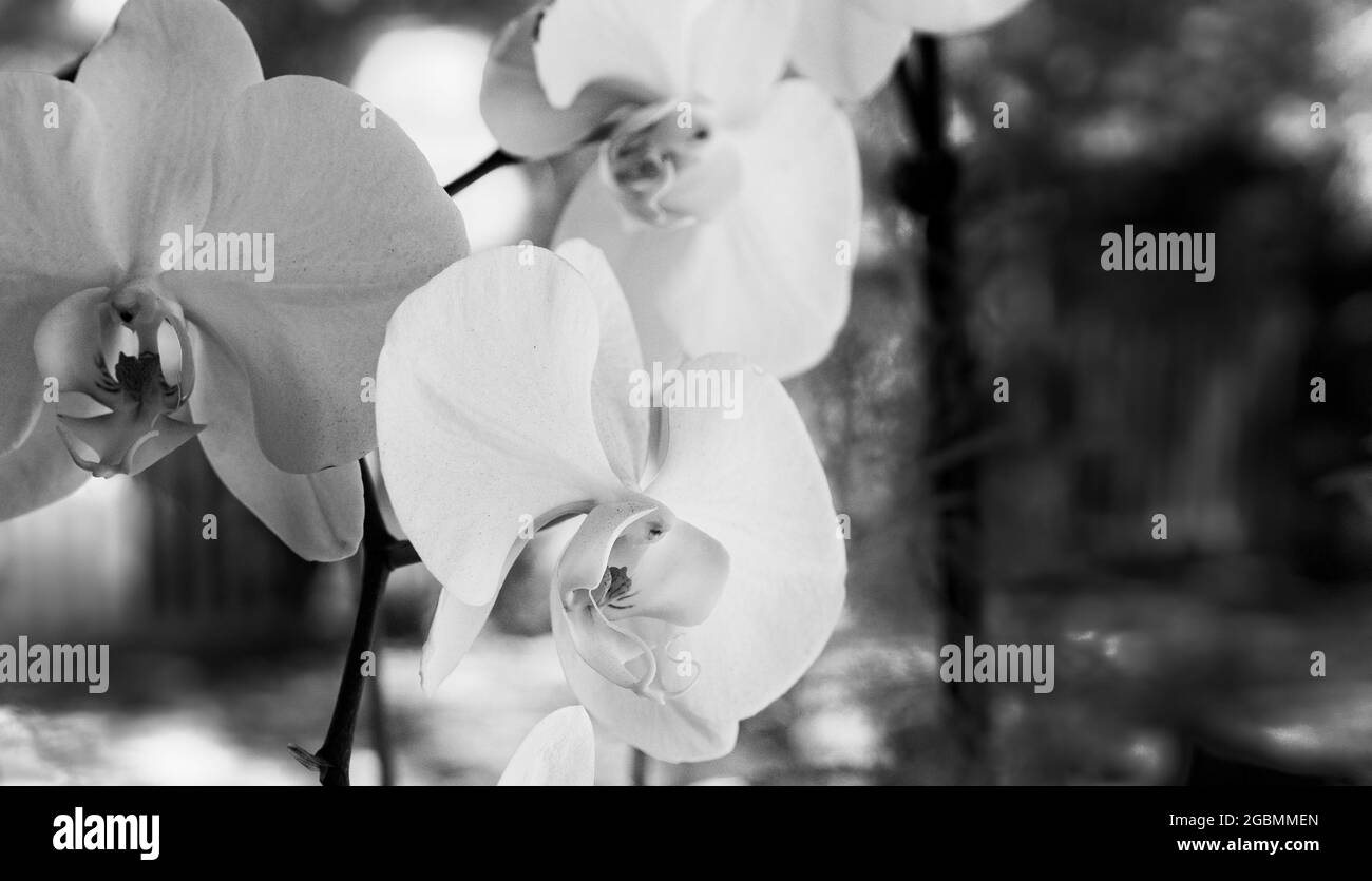 Mottenorchideen (Phalaenopsis Blume) in schwarz-weiß und Nahaufnahme Stockfoto