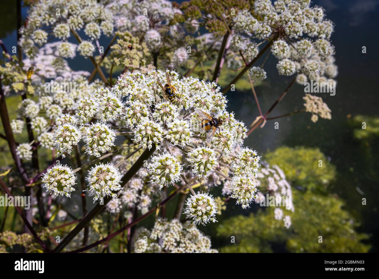 Nahaufnahme des Umbellifers, Hogweed, Heracleum sphondylium, blühend in Surrey, Südostengland, Großbritannien mit einer Schwebefliege und Wespe Stockfoto