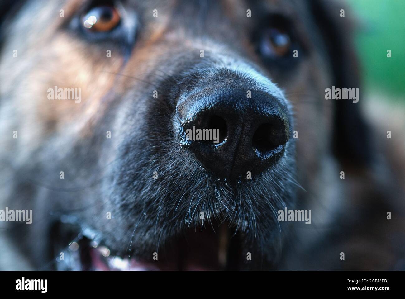 Die nasse Nase des Hundes aus der Nähe, trauriger gott, der jemanden mit Flehen anschaut Stockfoto