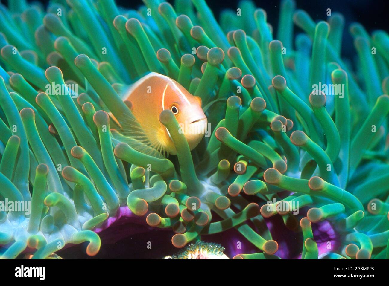 Clownfische, eingebettet in Anemonentakeln, Südpazifik Stockfoto