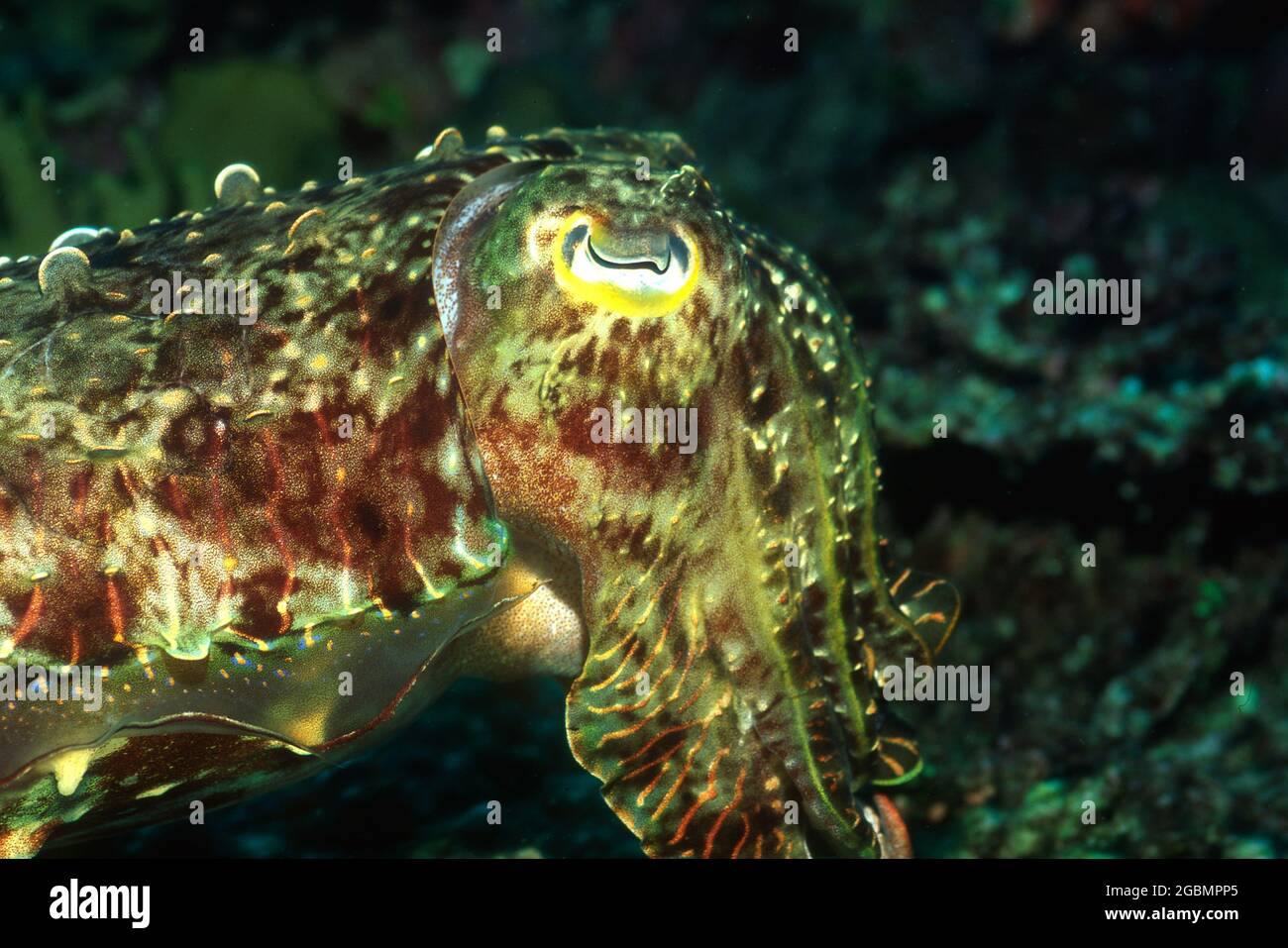 Ein stark getarnter Tintenfisch, der unter Wasser schwimmt Stockfoto