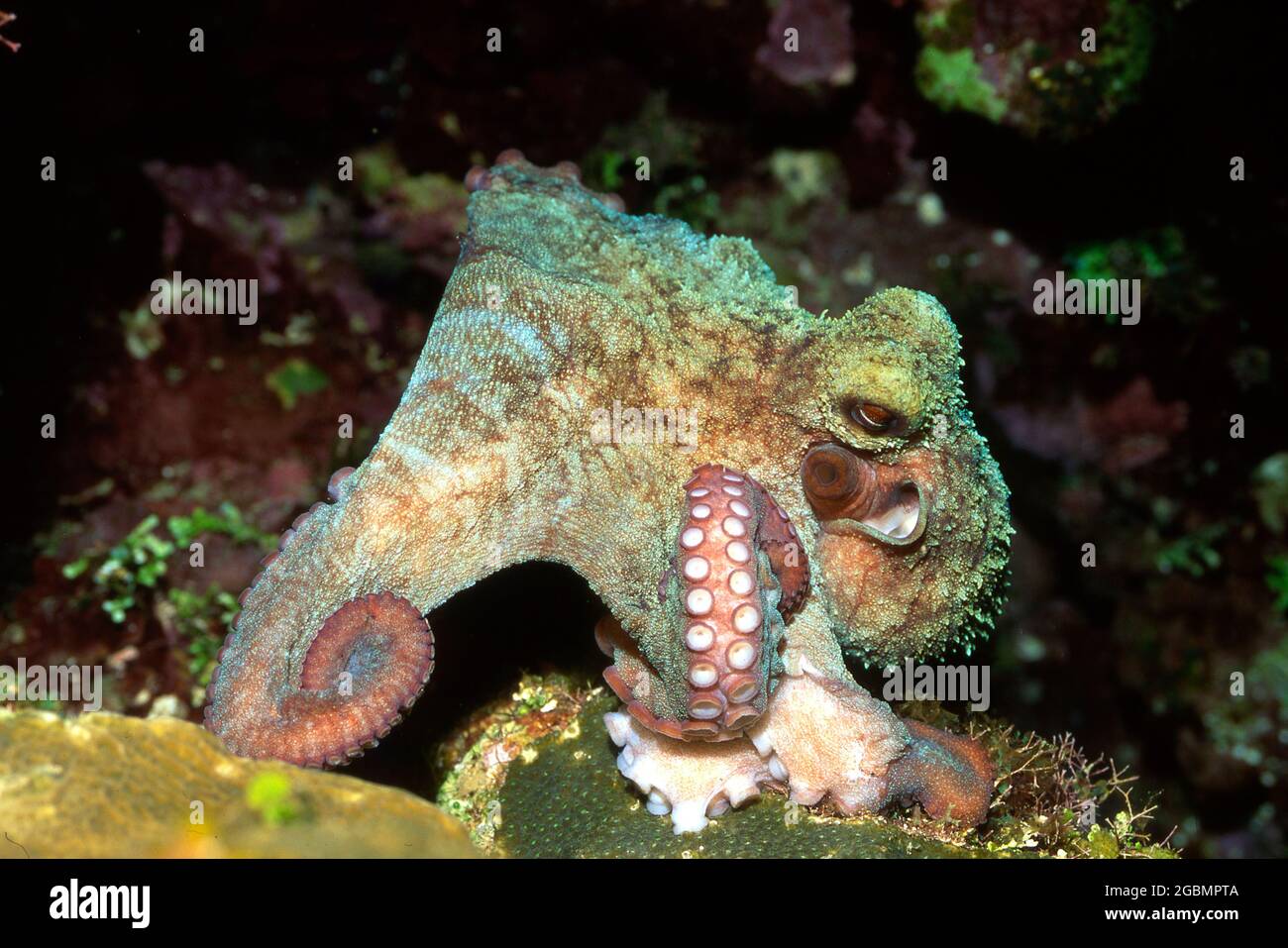 Ein getarnter Oktopus unter Wasser auf dem Riff Stockfoto