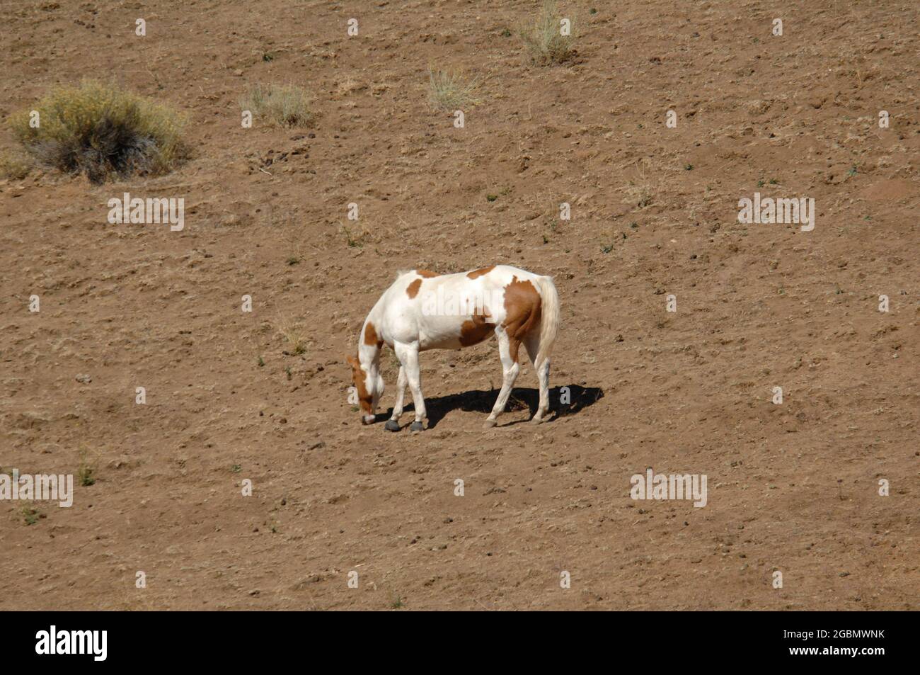 Bemaltes Pony in der Nähe von Tehachapi, Kalifornien Stockfoto