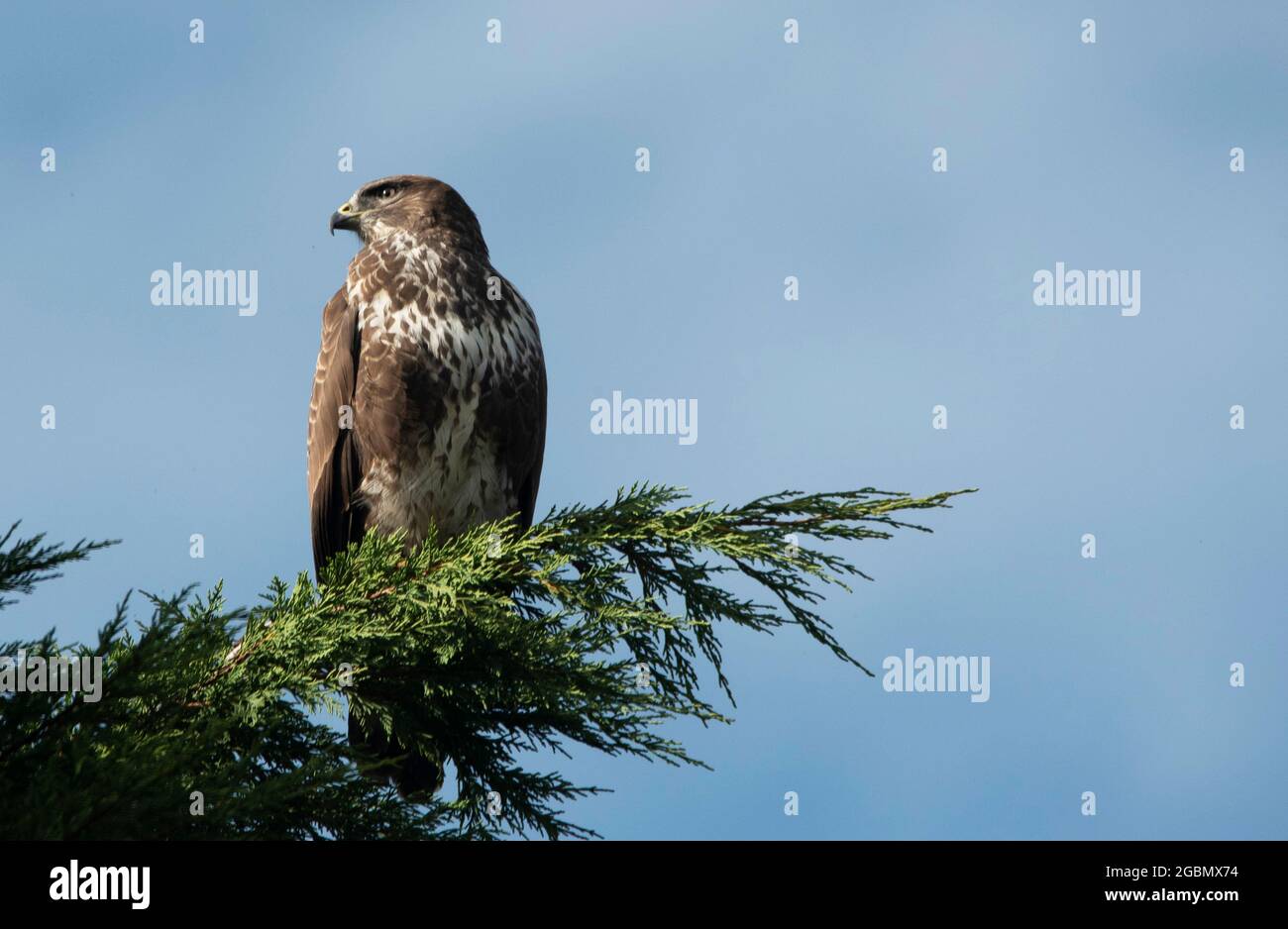Weibchen Sparrowhawk in einem Baum auf der Suche nach Beute. Worcestershire, Großbritannien Stockfoto