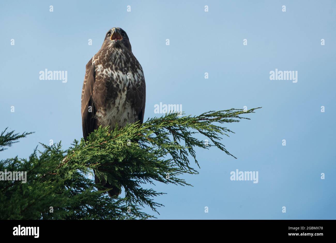 Sparrowhawk in einem Baum auf der Suche nach Beute, mit weit geöffnetem Mund. Worcestershire, Großbritannien. Stockfoto