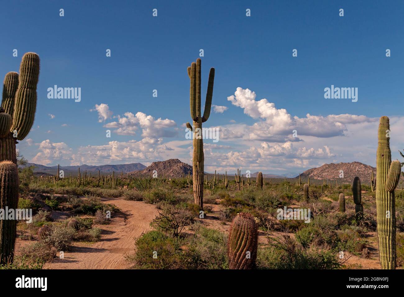 Landschaftsbild des Saguaro Kaktus entlang eines Wüstenwanderweges in North Scottsdale, AZ. Stockfoto