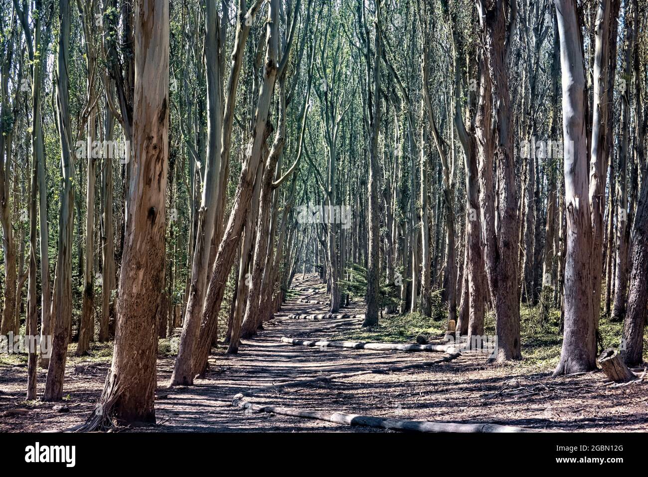 Blick auf Andy Goldworthy's Wood Line (Lover's Lane) San Francisco, California, USA Stockfoto