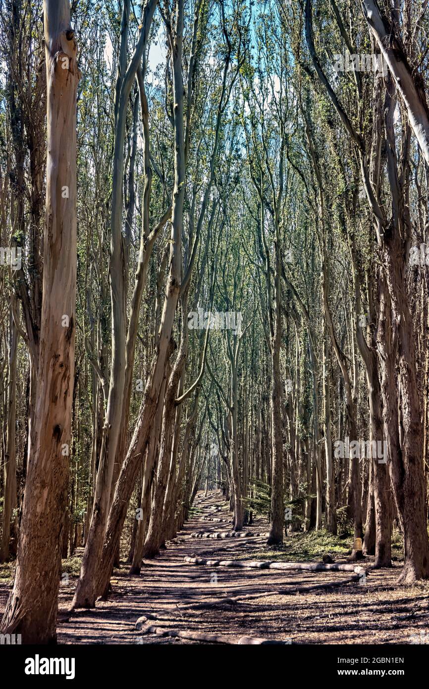 Blick auf Andy Goldworthy's Wood Line (Lover's Lane) San Francisco, California, USA Stockfoto