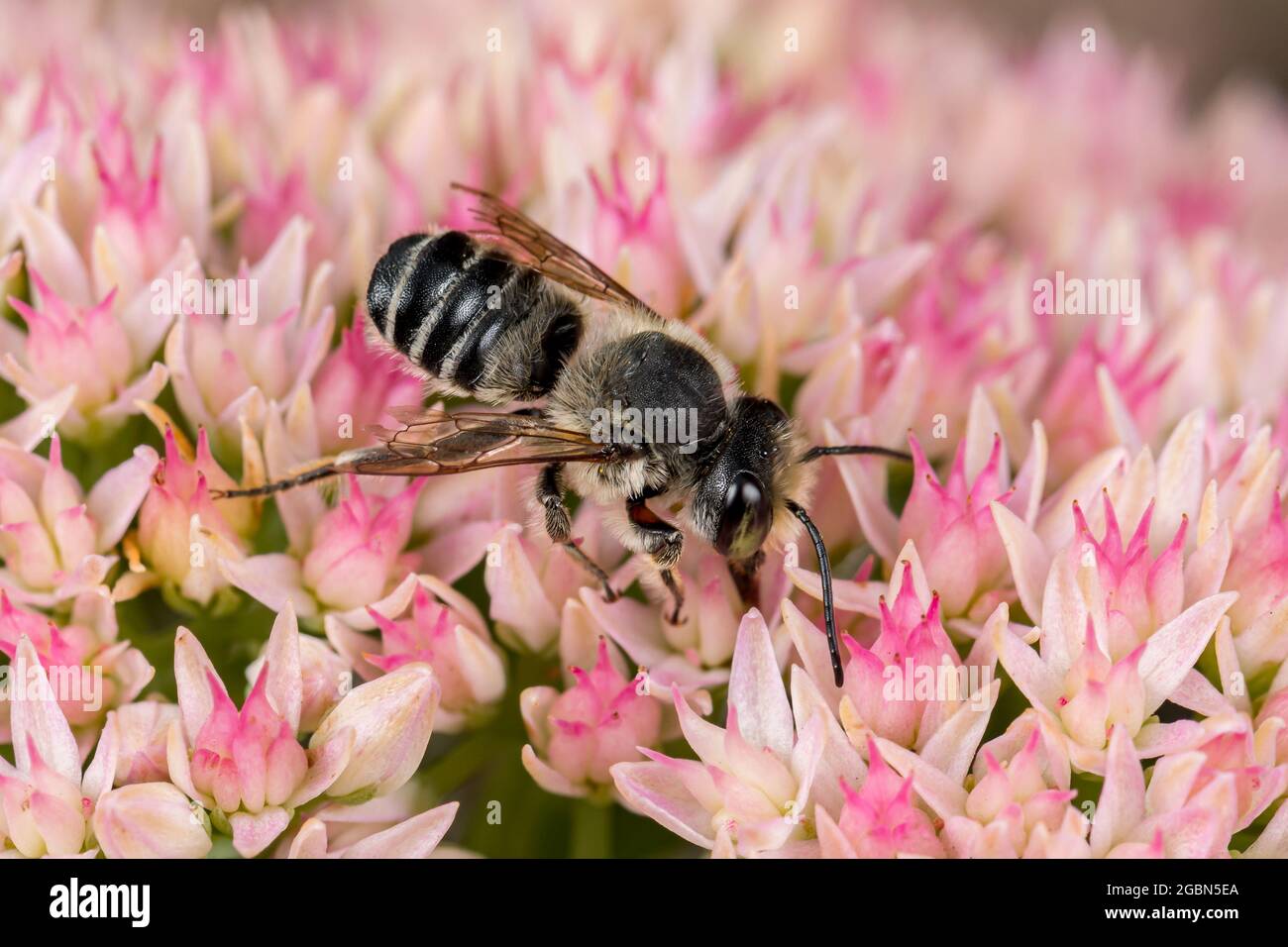 WESTERN Leafcutter Biene auf Sedum Blume. Schutz von Insekten und Wildtieren, Erhaltung von Lebensräumen und Gartenkonzept für Gartenblumen Stockfoto