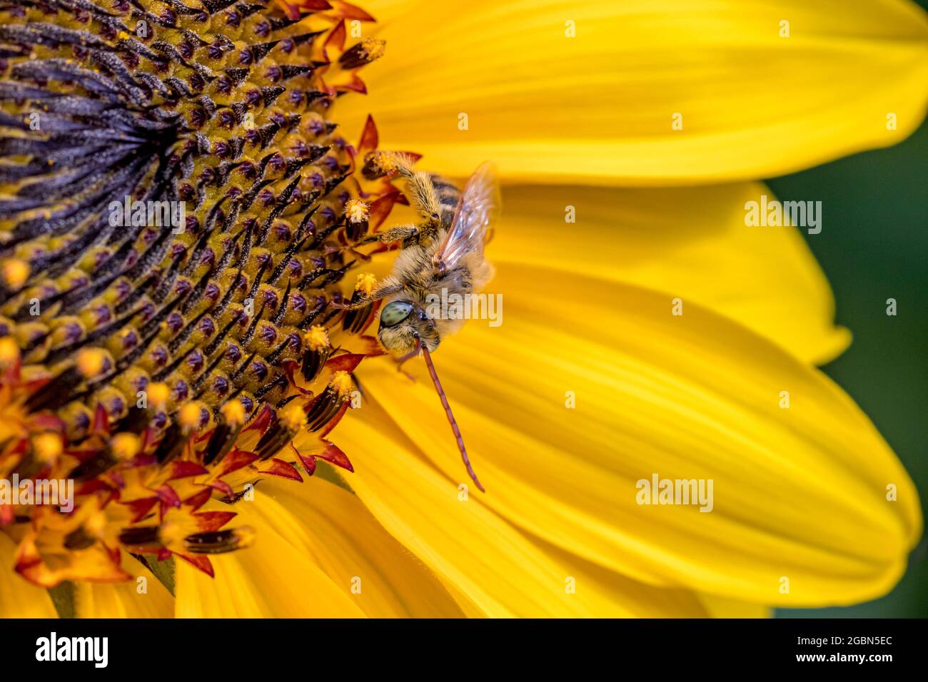 Langgehörnte Sonnenblumenbiene auf einer Sonnenblumenblüte. Schutz von Insekten und Wildtieren, Erhaltung von Lebensräumen und Gartenkonzept für Gartenblumen Stockfoto