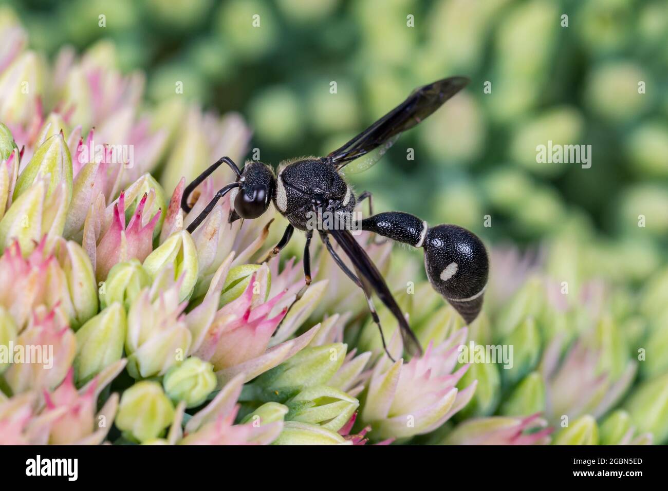 Potter Wespe, die sich auf Nektar der Sedum-Pflanze ernährt. Schutz von Insekten und Wildtieren, Erhaltung von Lebensräumen und Gartenkonzept für Gartenblumen Stockfoto
