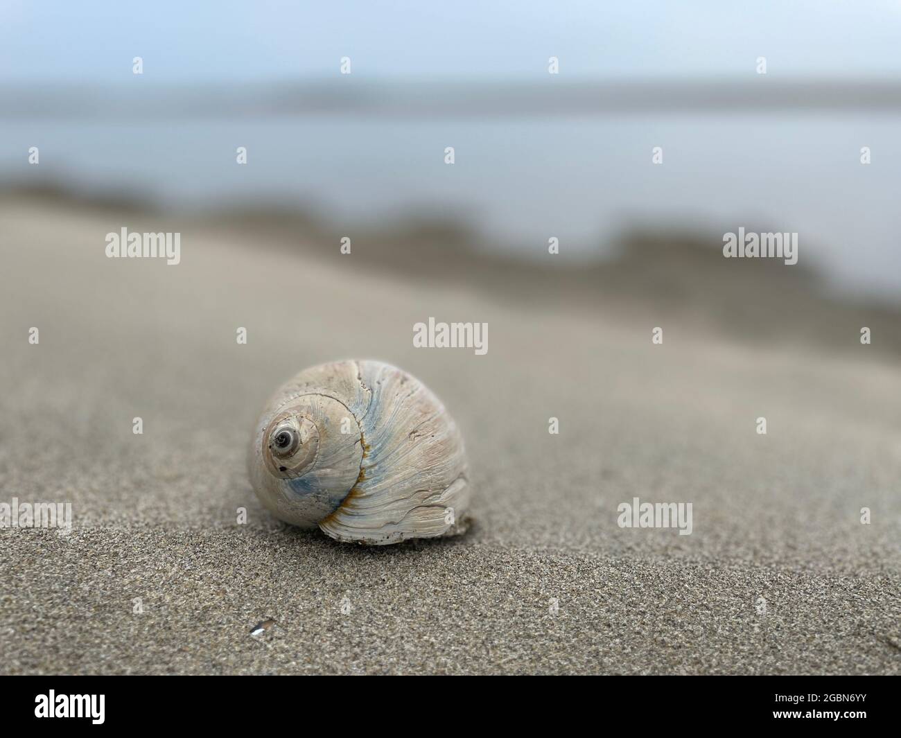 Muschel am Strand Stockfoto