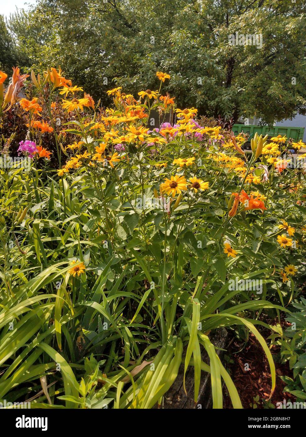 Minnesota. Schöne Gartenwildblumen in voller Blüte im Sommer. Stockfoto