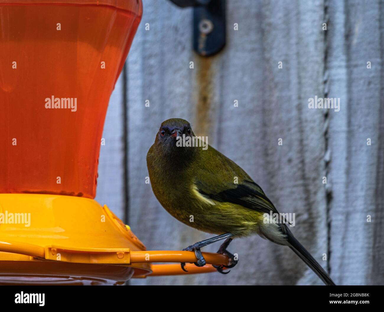 Neuseeländischer Pagenvögel am Futterhäuschen Stockfoto