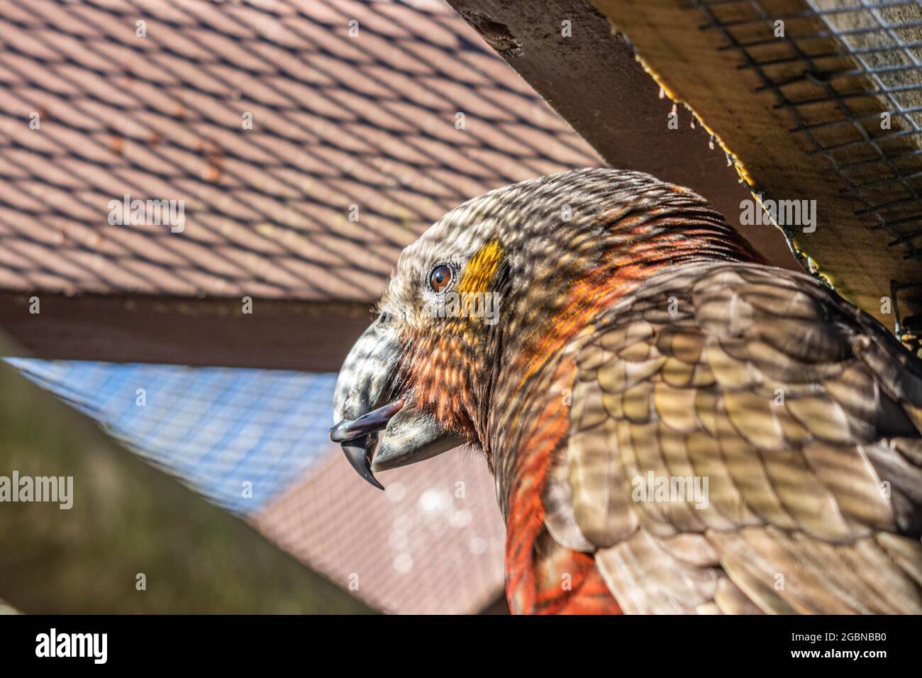 Neuseeländischer Kaka in Gehege im Nga Manu Nature Reserve Stockfoto