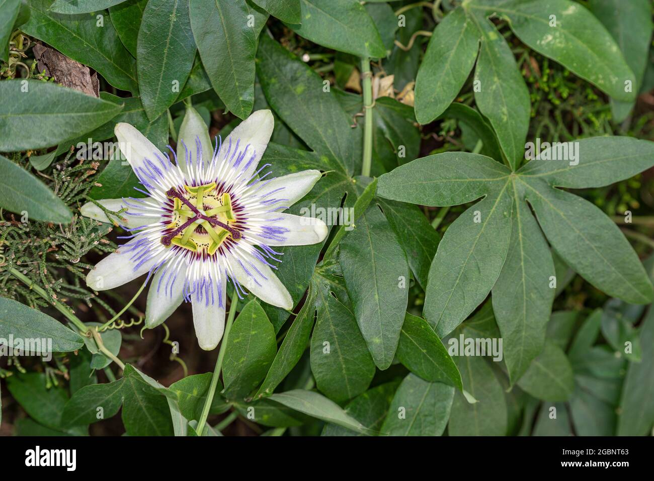 Nahaufnahme der Passionsblume. Geöffnete Passionsblumenblume auf den Blättern. Stockfoto