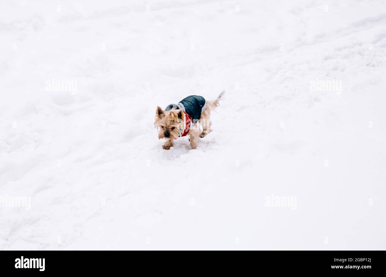 Kleiner Terrier Hund, der im Schnee läuft Stockfoto