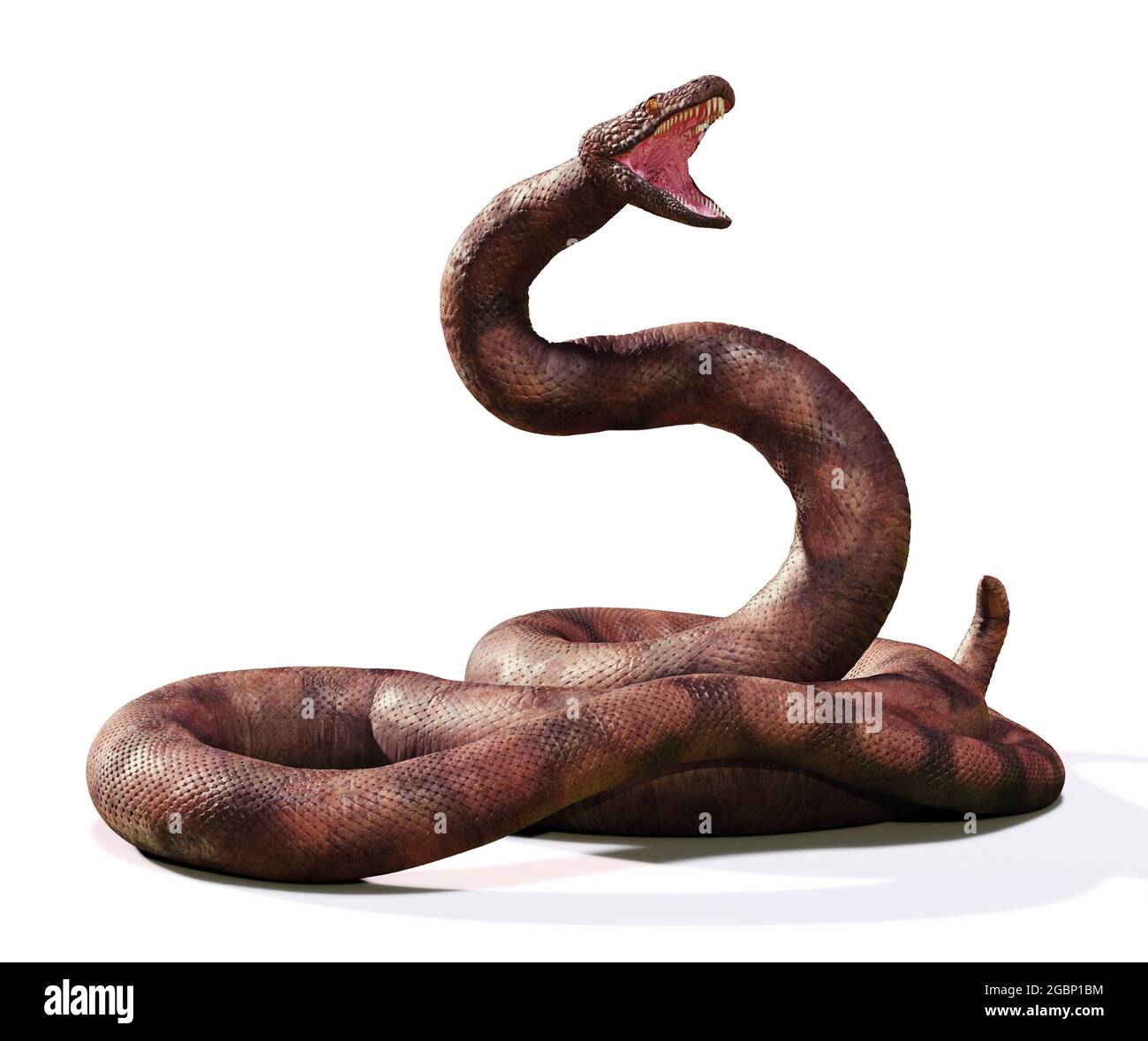 Titanoboa, die größte Schlange, die je lebte, isoliert auf weißem Hintergrund Stockfotografie