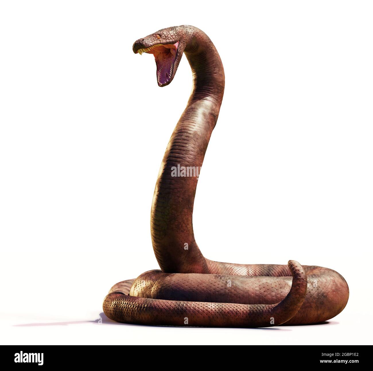 Titanoboa, mit bis zu 12.8 Metern die größte Schlange, die je gelebt