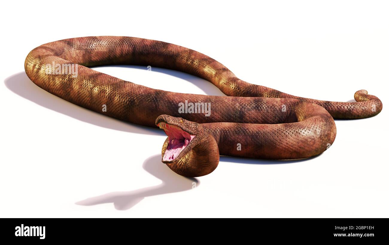 Titanoboa cerrejonensis, mit bis zu 12.8 Metern die größte jemals entdeckte Schlangenart, isoliert auf weißem Hintergrund Stockfoto