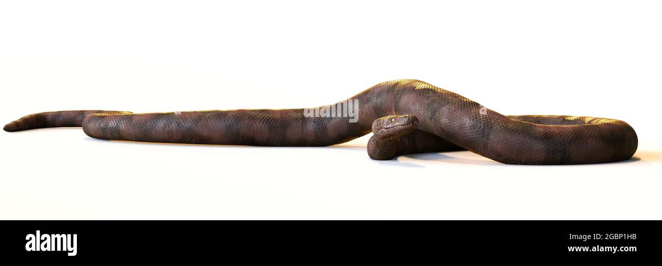 Titanoboa cerrejonensis, mit bis zu 12.8 Metern die größte jemals entdeckte Schlangenart, isoliert auf weißem Hintergrund Stockfoto