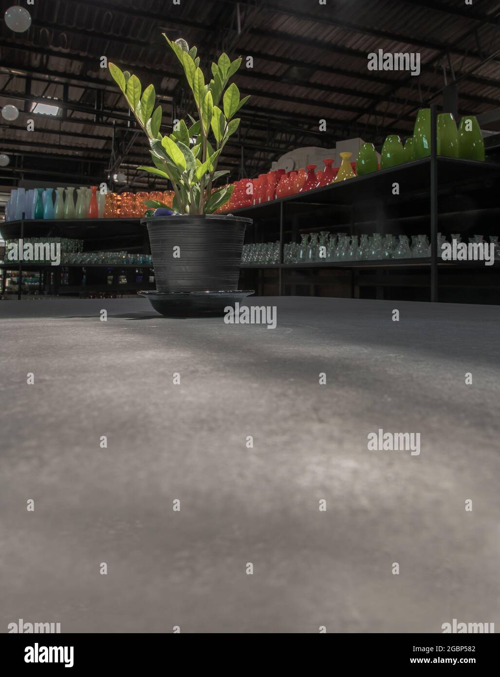 Zamioculcas zamifolia Fotos und Bildmaterial in hoher Auflösung Alamy