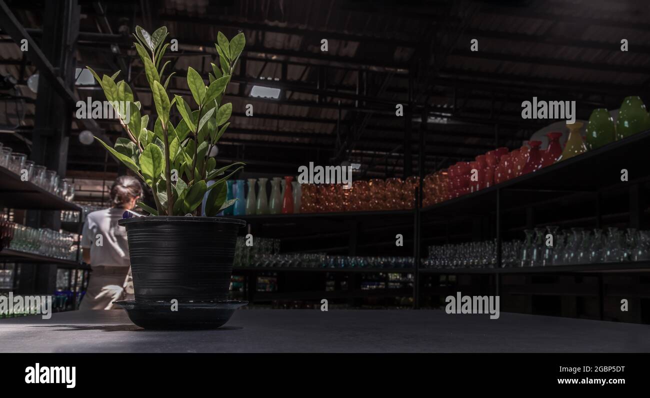 Zanzibar Gem (Zamioculcas Zamifolia) ist eine Zierpflanze, die beim