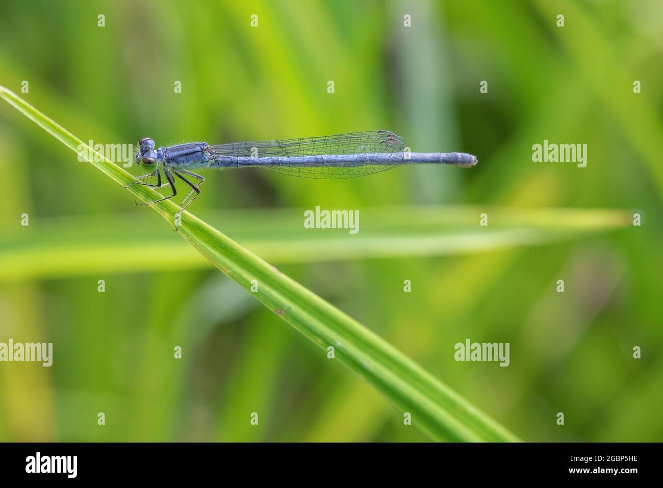 Weibliche Ostschwanzdamselfly (Ischnura verticalis) in Iowa Stockfoto