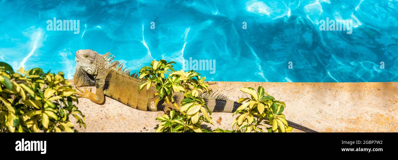 Lustiges Leguan Haustier Sonnenbaden am Pool Solarium am Pool entspannend. Hintergrund für karibische Sommerurlaubskonzepte Stockfoto