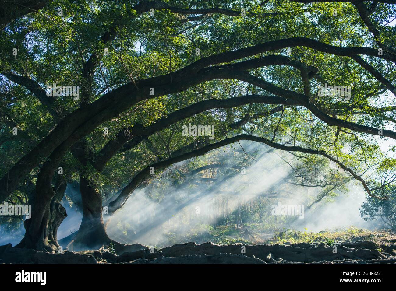 Am Morgen scheint die Sonne durch die Zweige der Banyan-Bäume Stockfoto