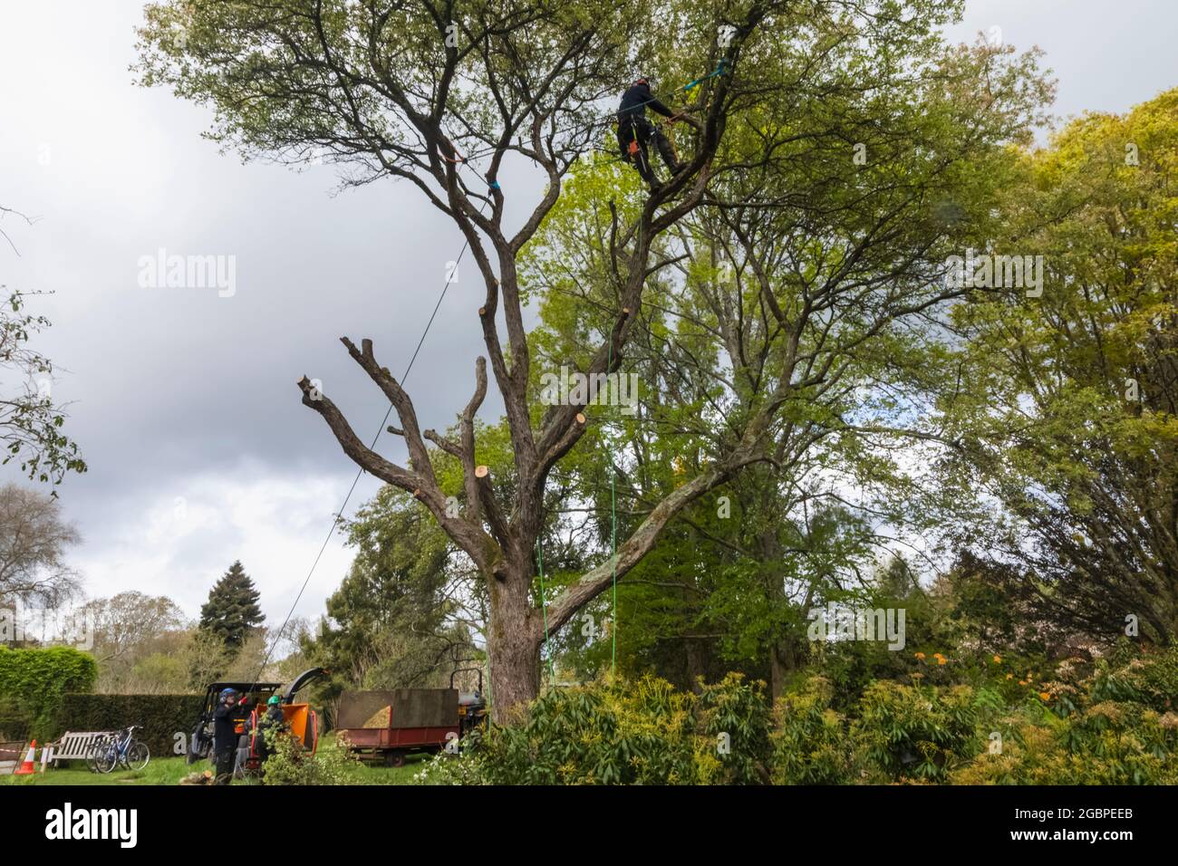 England, Hampshire, Romsey, Ampfield, Hillier Gardens, Baumchirurg fällte erkrankten Baum mit Kettensäge Stockfoto