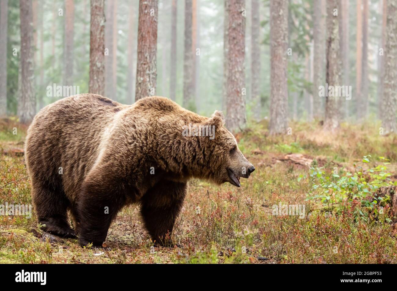 Sehr großes wildes, allesfressend Tier, Braunbär, Ursus Arctos, das an einem nebligen Morgen in Finnland, Nordeuropa, im Nadelwald spazierend ist Stockfoto