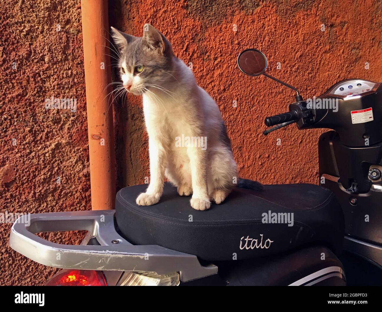 zoologie / Tiere, Säugetiere / Säugetiere (Mammalia), Katzen (Felidae), Hauskatze in der Medina, Marokko, ZUSÄTZLICHE-RIGHTS-CLEARANCE-INFO-NOT-AVAILABLE Stockfoto