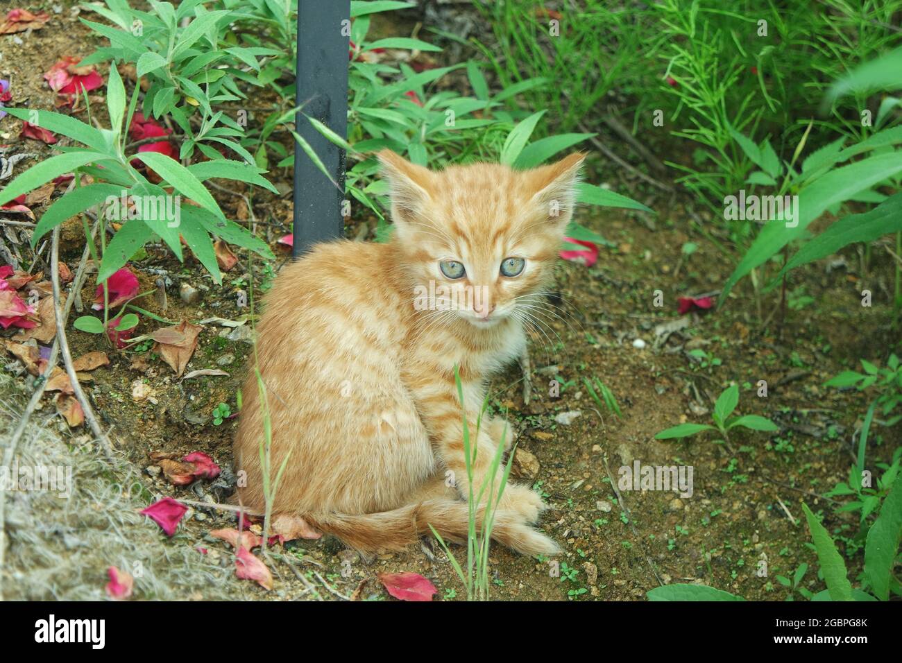 Gelbes Tabby Kitten Im Garten Stockfoto