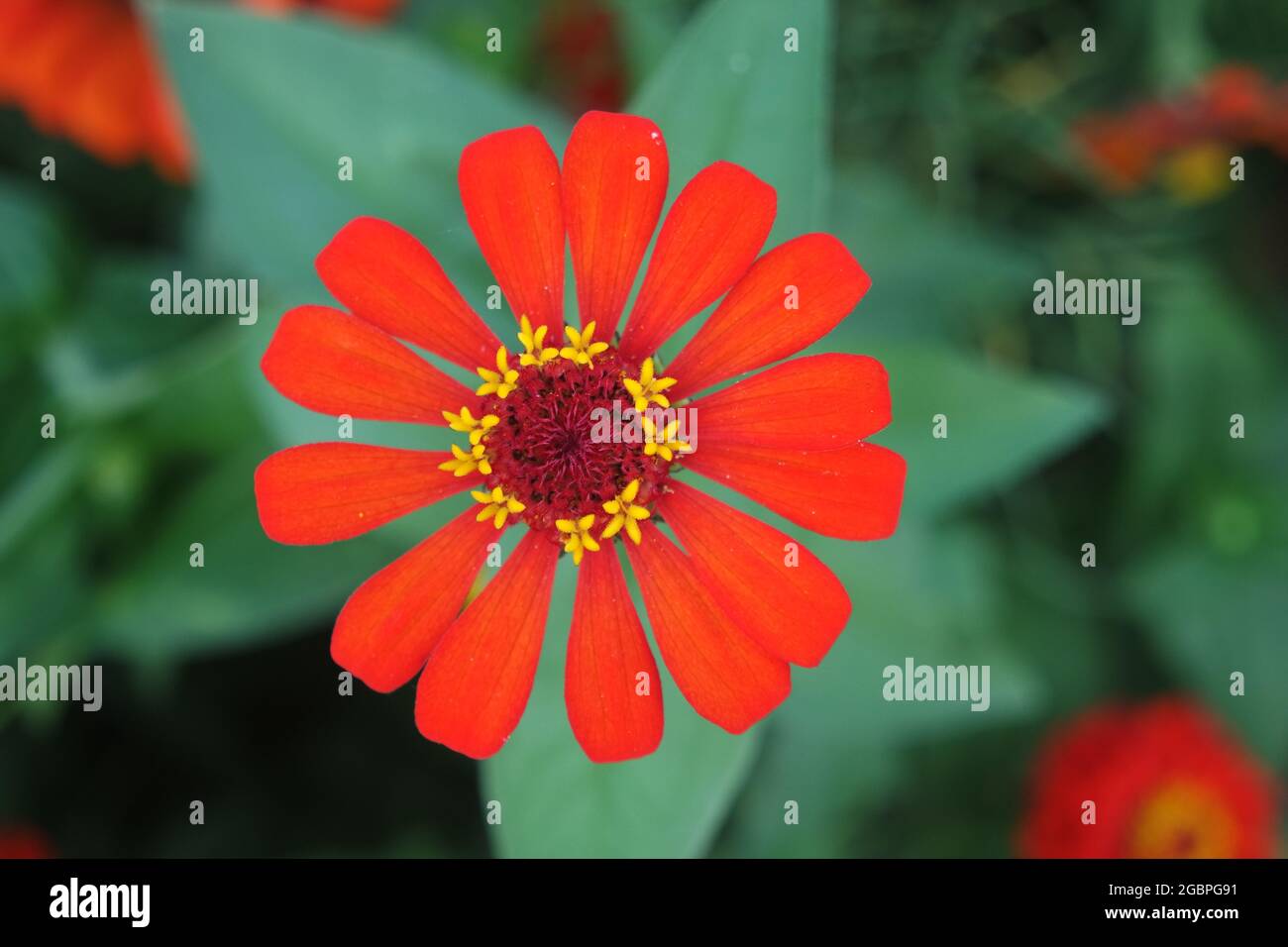 Eine lebhafte rote Zinnia elegans Blume mit grünem Blatthintergrund Stockfoto