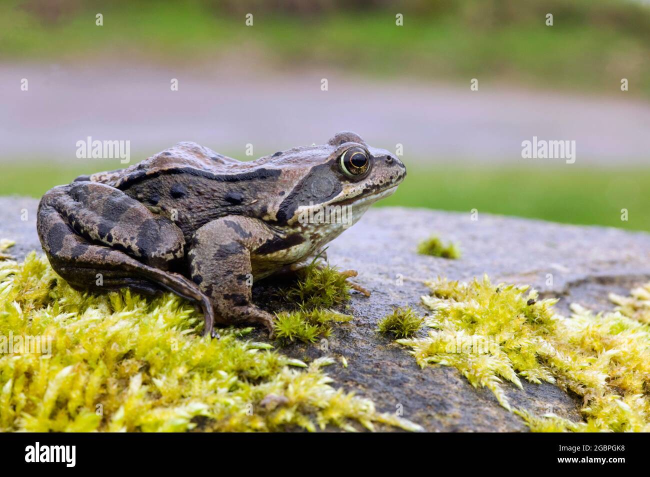 Gewöhnlicher Frosch (Rana temporaria) in Alarmstellung am Ufer eines Teiches., Credit:John Fairclough / Avalon Stockfoto