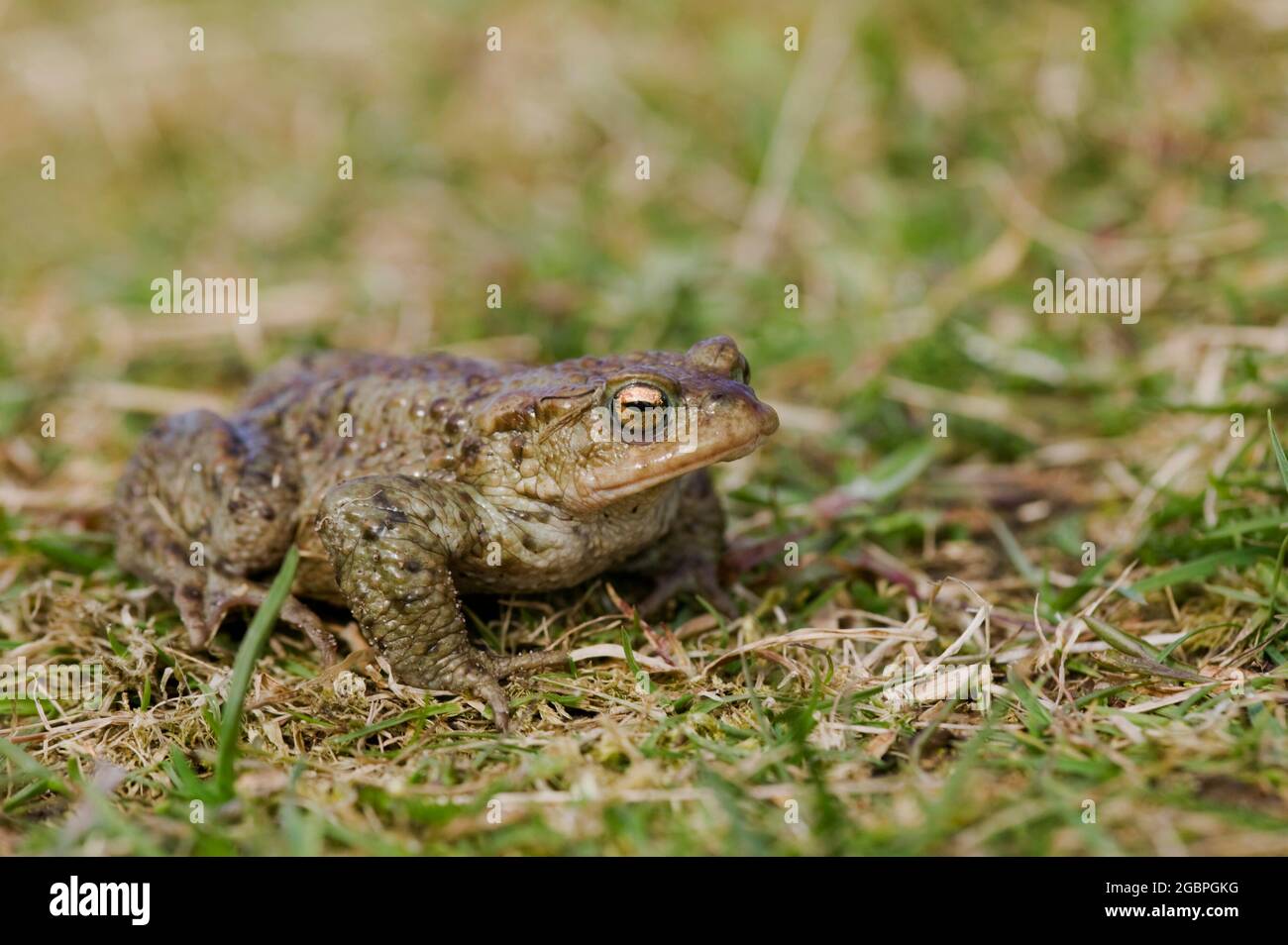 Kröte (Bufo bufo) auf Gras., Credit:John Fairclough / Avalon Stockfoto