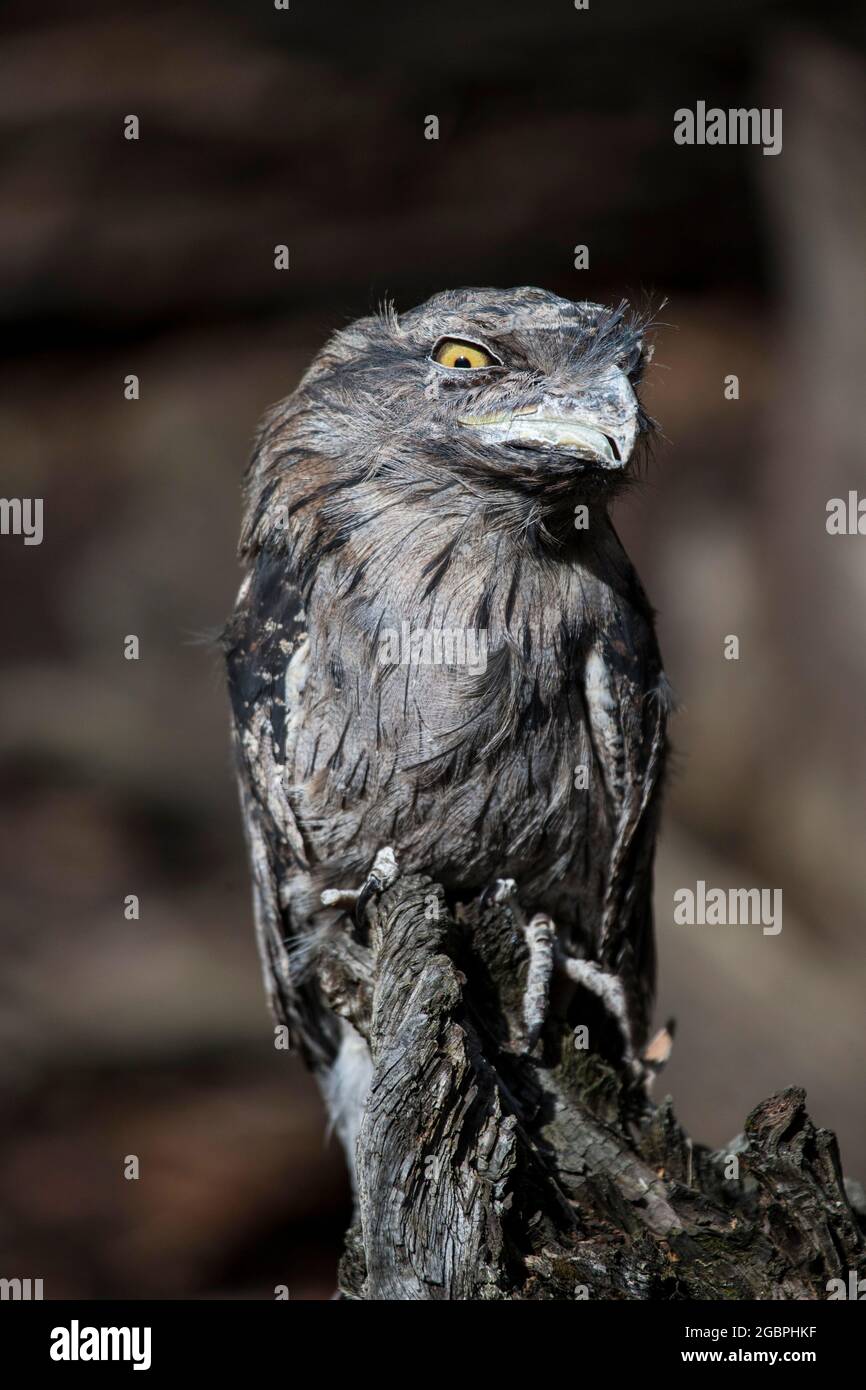 Waldschaumkauz (Podargus strigoides), Quelle: John Fairclough / Avalon Stockfoto