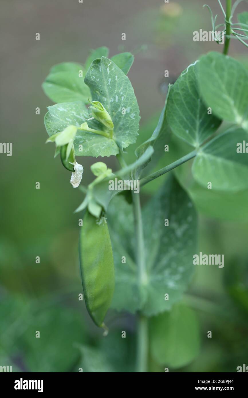 Hülsen für grüne Erbsen. Erbsen aus biologischem Anbau. Frisches Bio-grünes Gemüse. Stockfoto