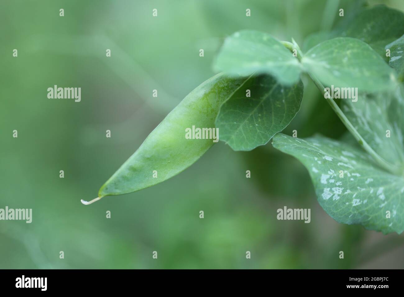 Hülsen für grüne Erbsen. Erbsen aus biologischem Anbau. Frisches Bio grünes Gemüse.Grüne Erbsen Schoten auf verschwommenem Gemüsegarten Hintergrund. Stockfoto