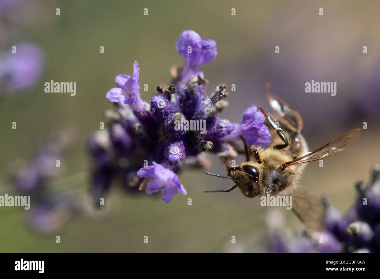Westliche Honigbiene (APIs mellifera) auf dem ausbleichenden Lavendel Stockfoto