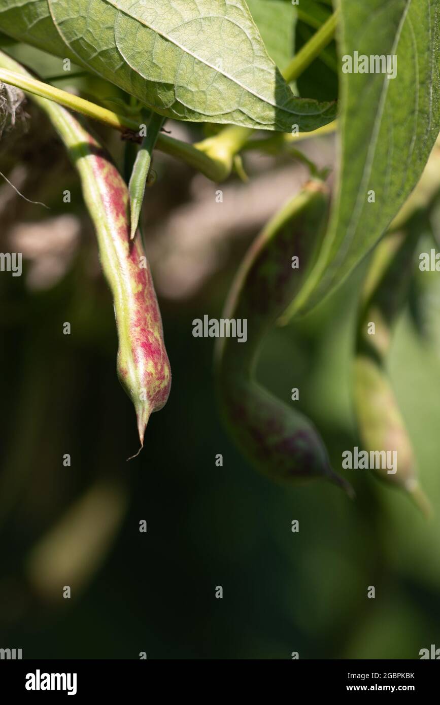 Borlotti Bohnenschoten wachsen im Garten Stockfoto