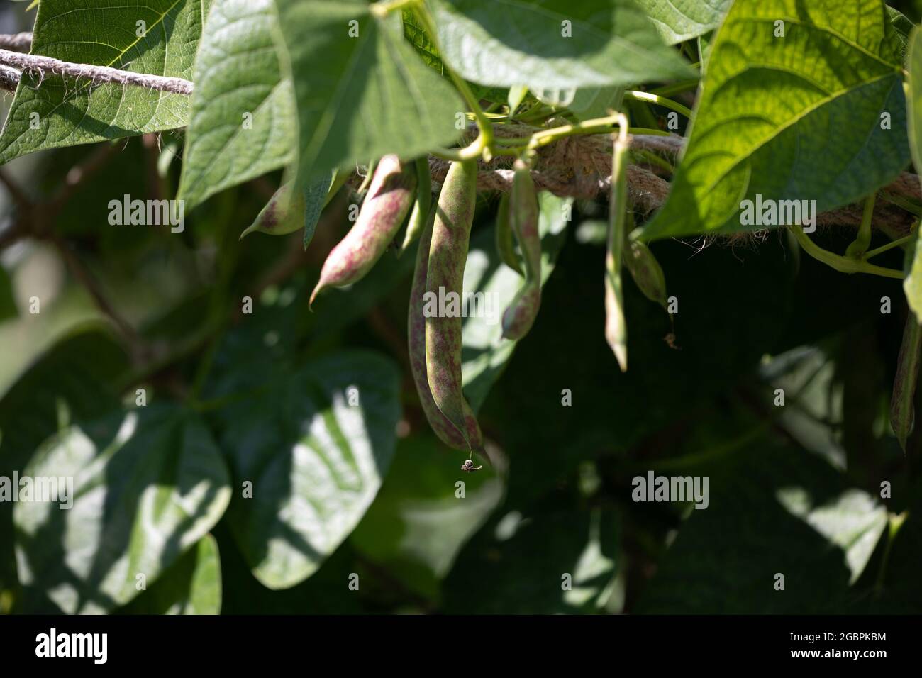 Borlotti Bohnenschoten wachsen im Garten Stockfoto