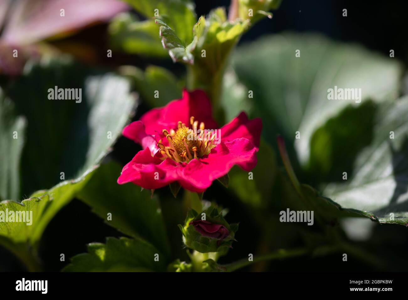 Erdbeerblüte. Sorte Sommer Breeze Rose Stockfoto